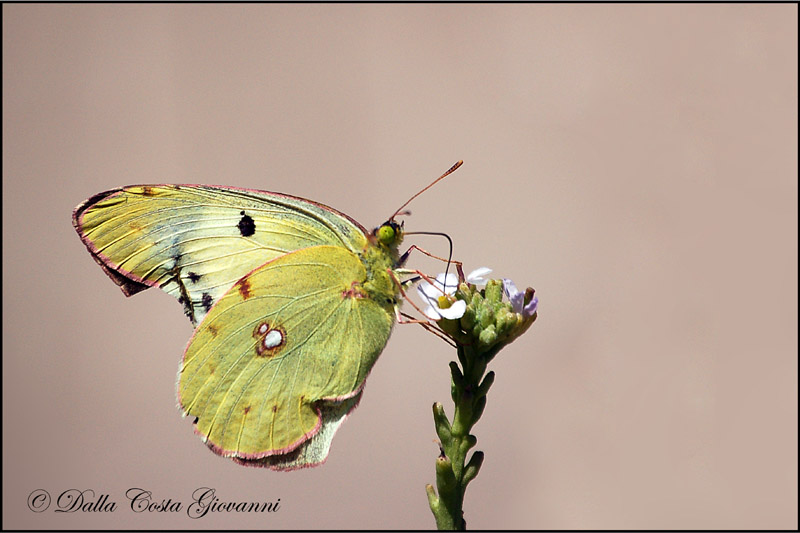 Colias crocea  ( teratologica )